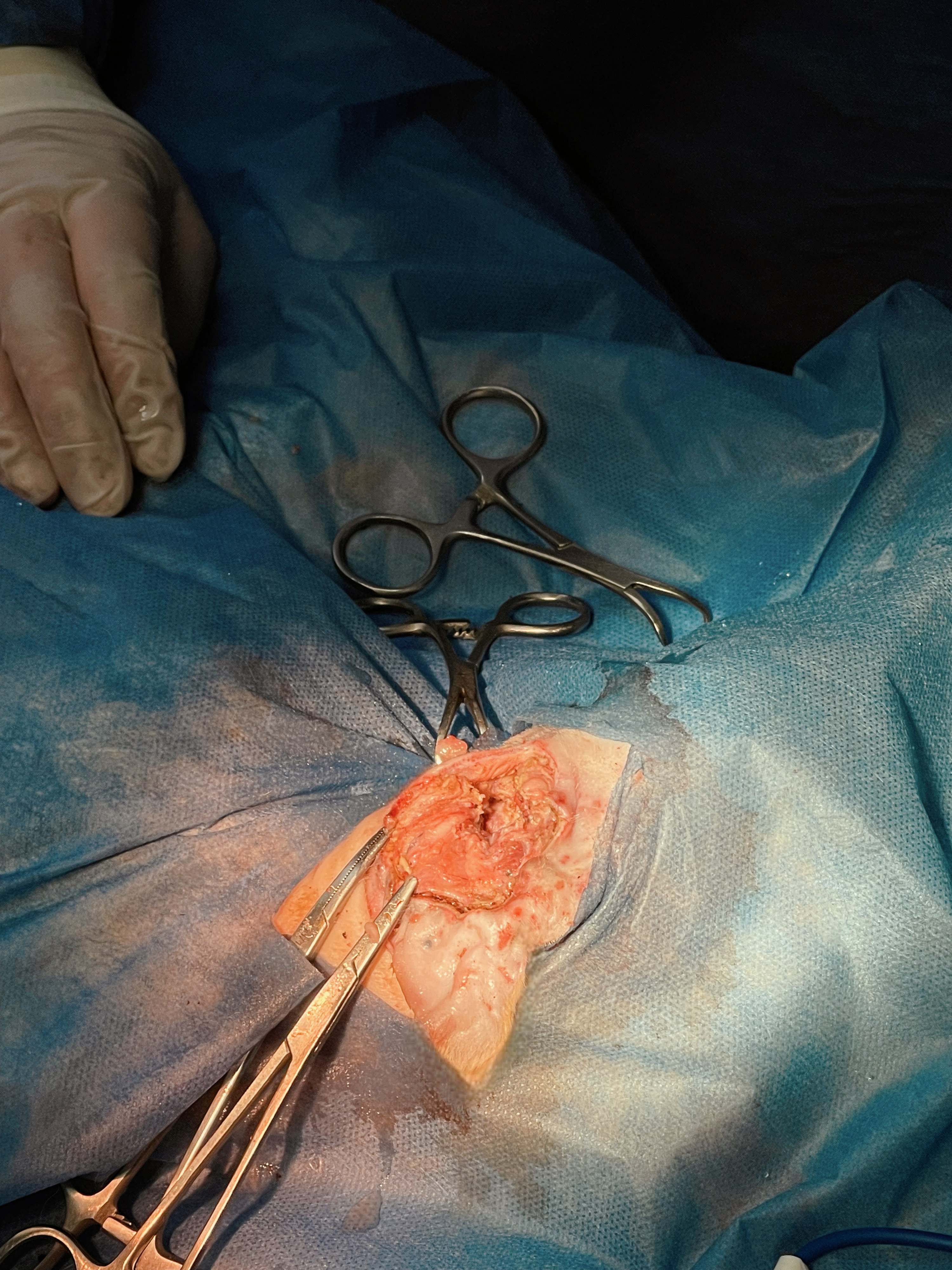 صورة المعرض