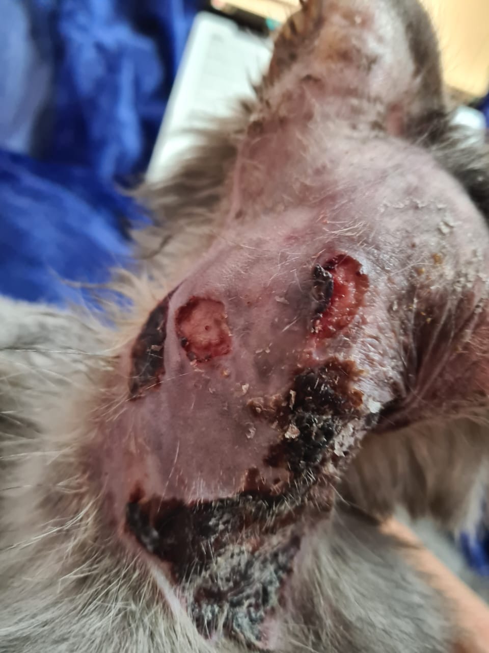 صورة المعرض