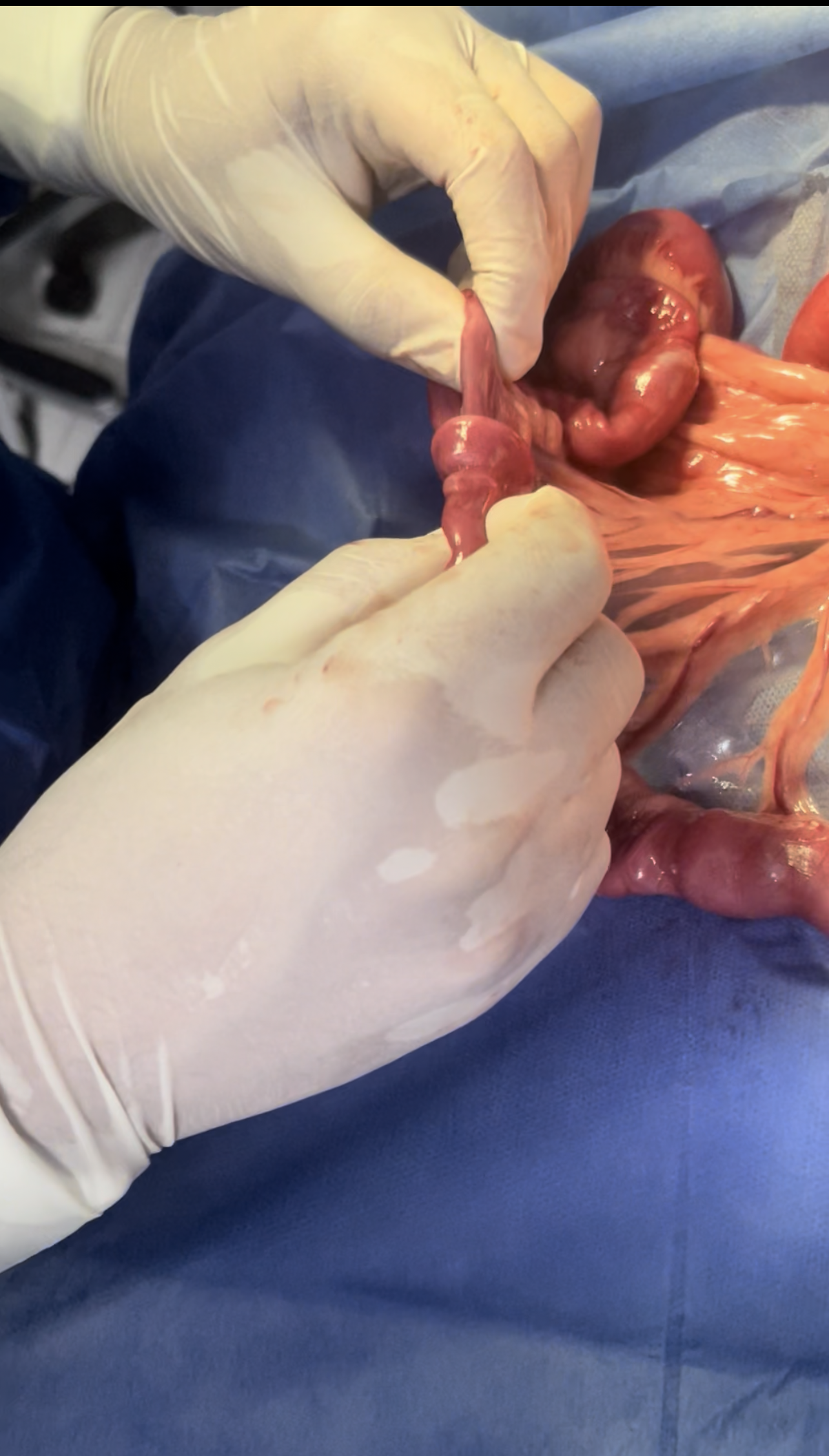 صورة المعرض