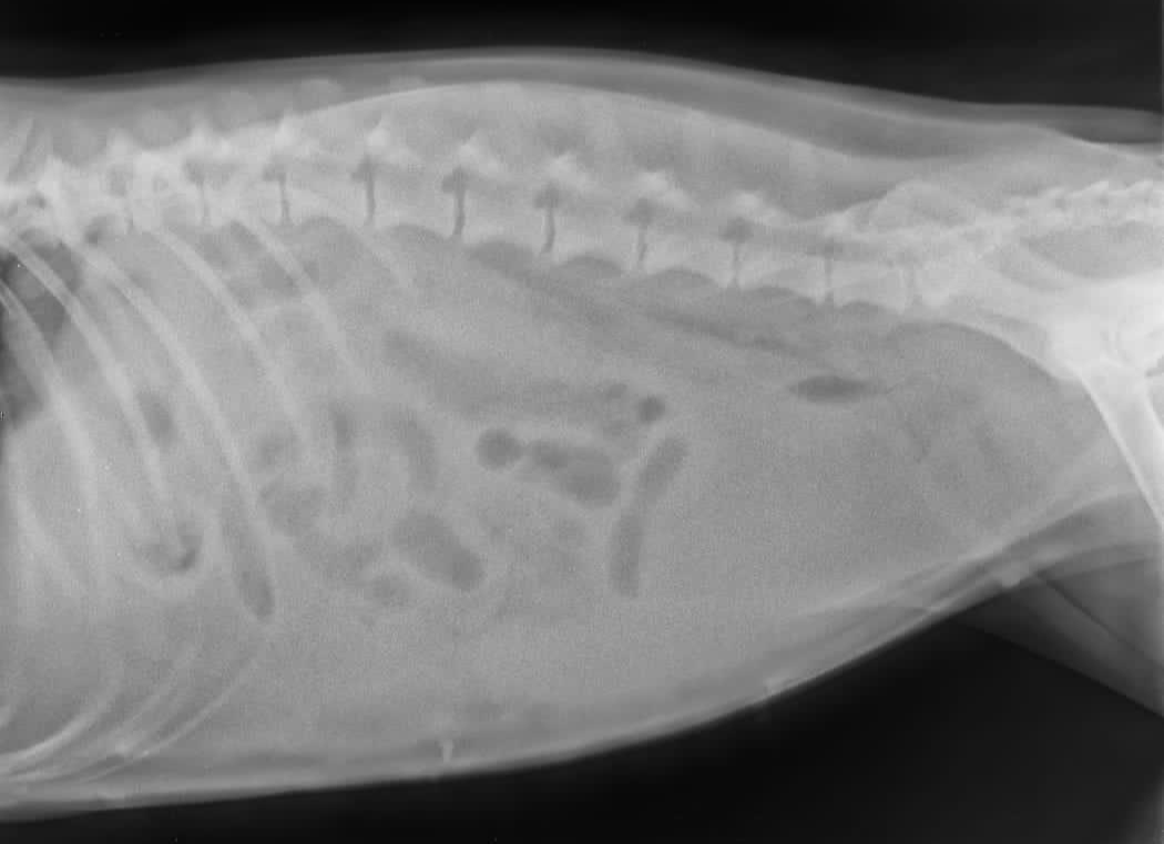 صورة المعرض