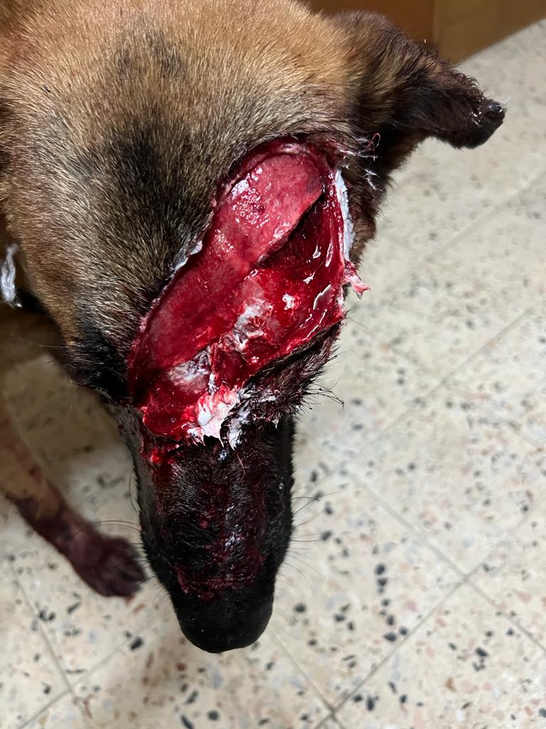 صورة المعرض