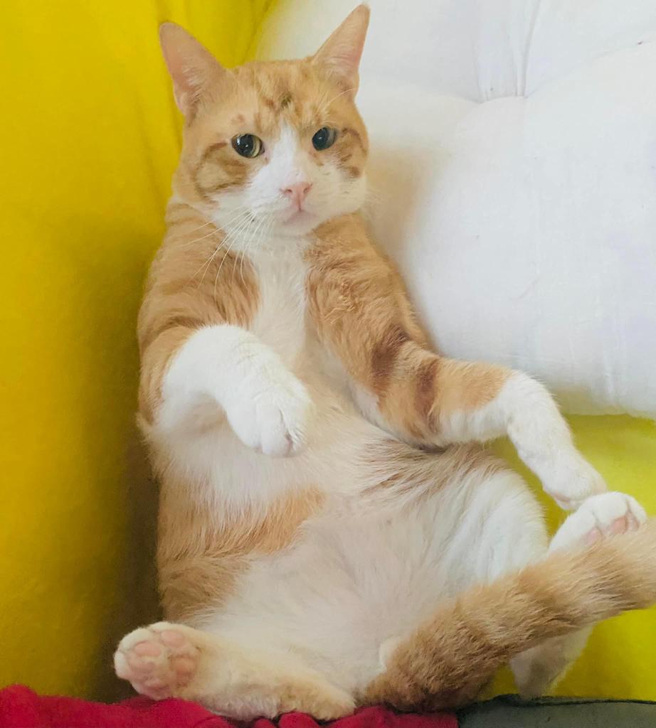 صورة المعرض