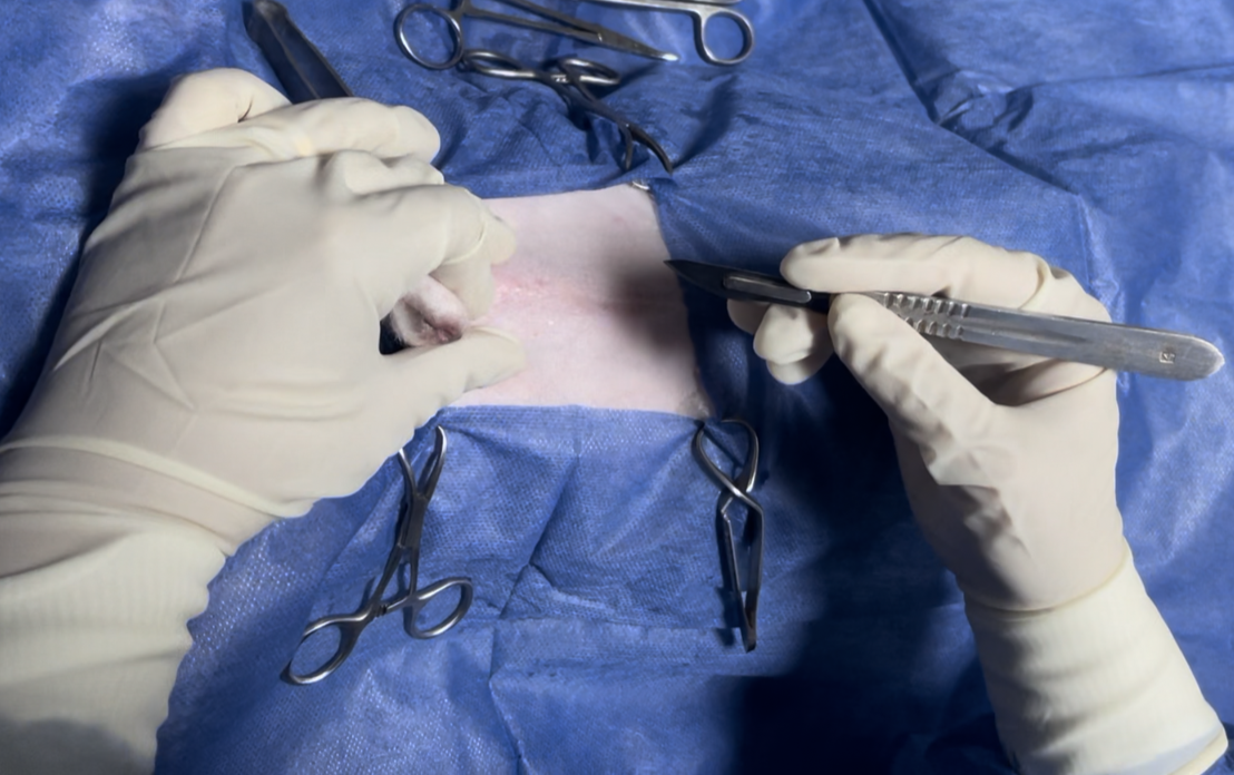 صورة المعرض