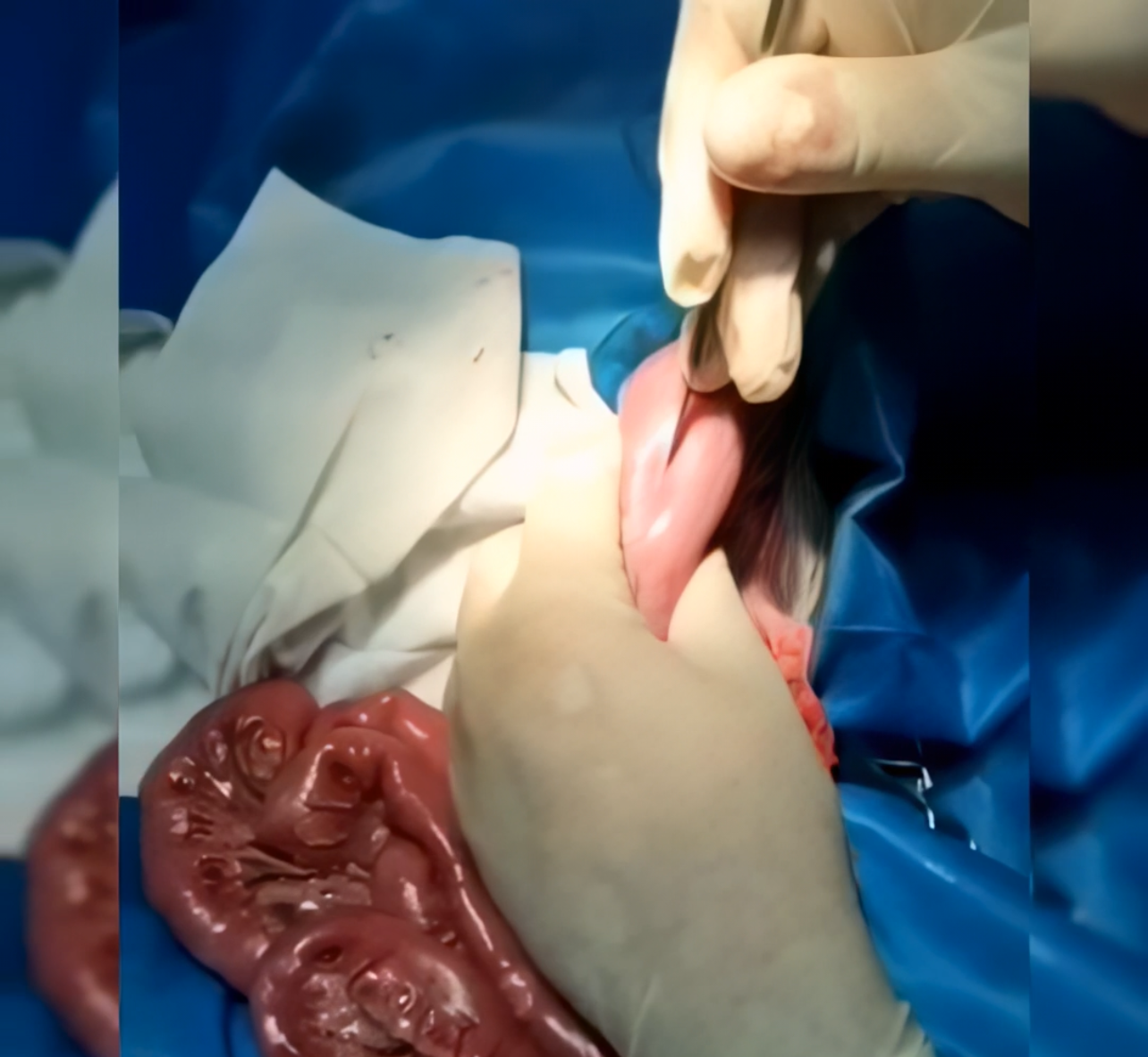 صورة المعرض