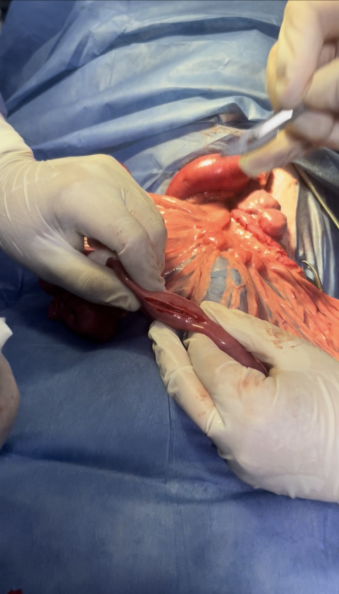 صورة المعرض