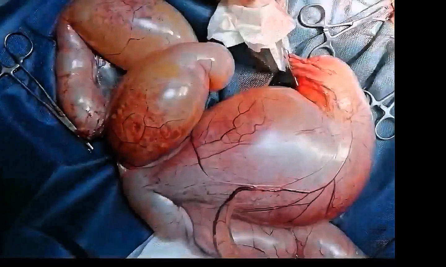 صورة المعرض