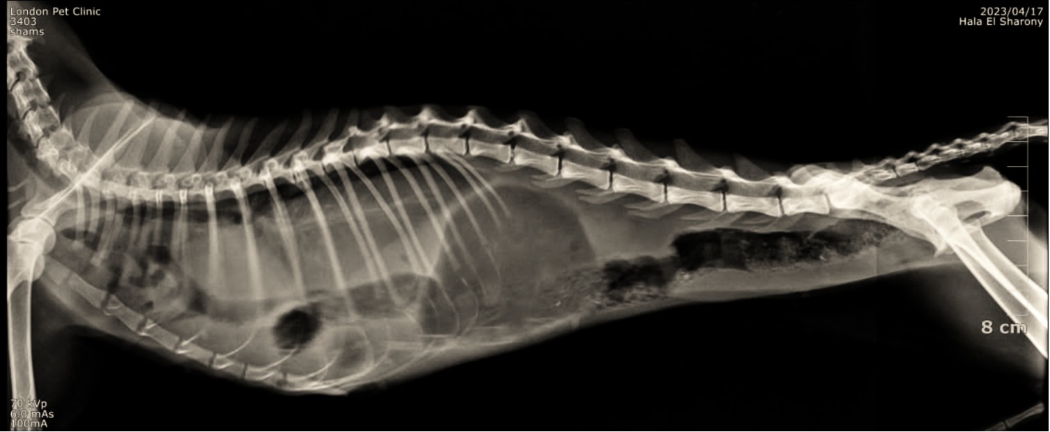 صورة المعرض