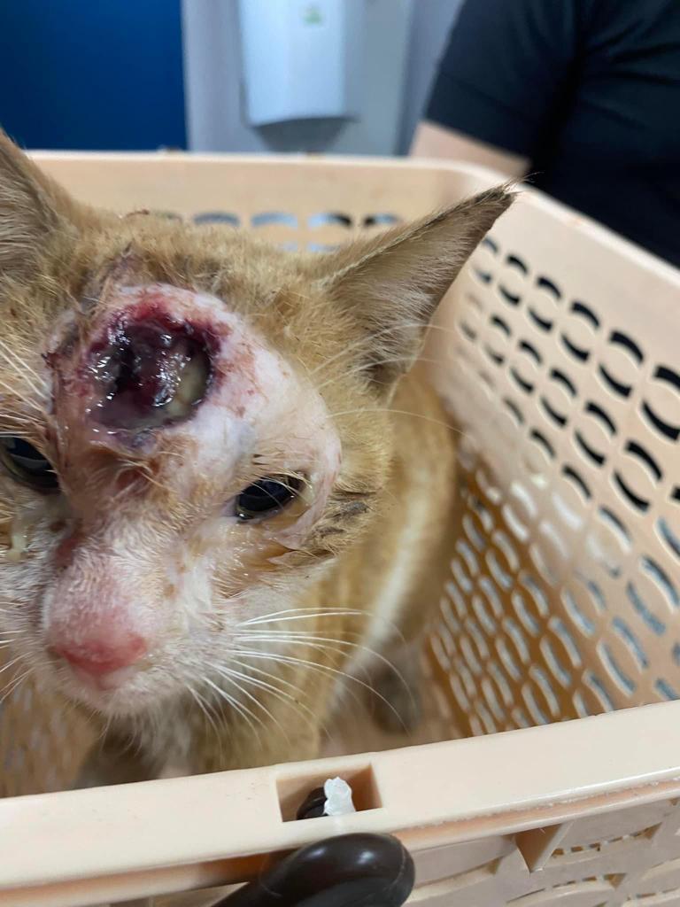 صورة المعرض