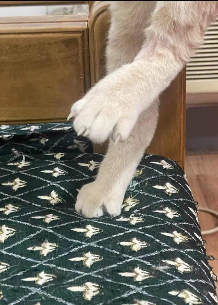 صورة المعرض