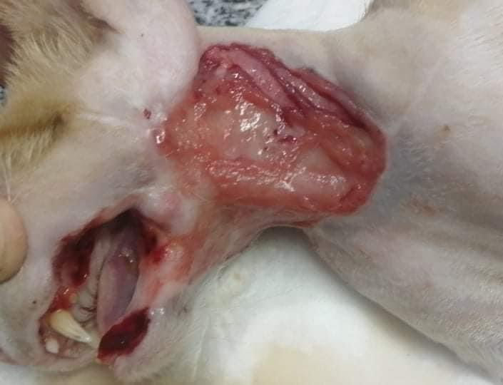 صورة المعرض