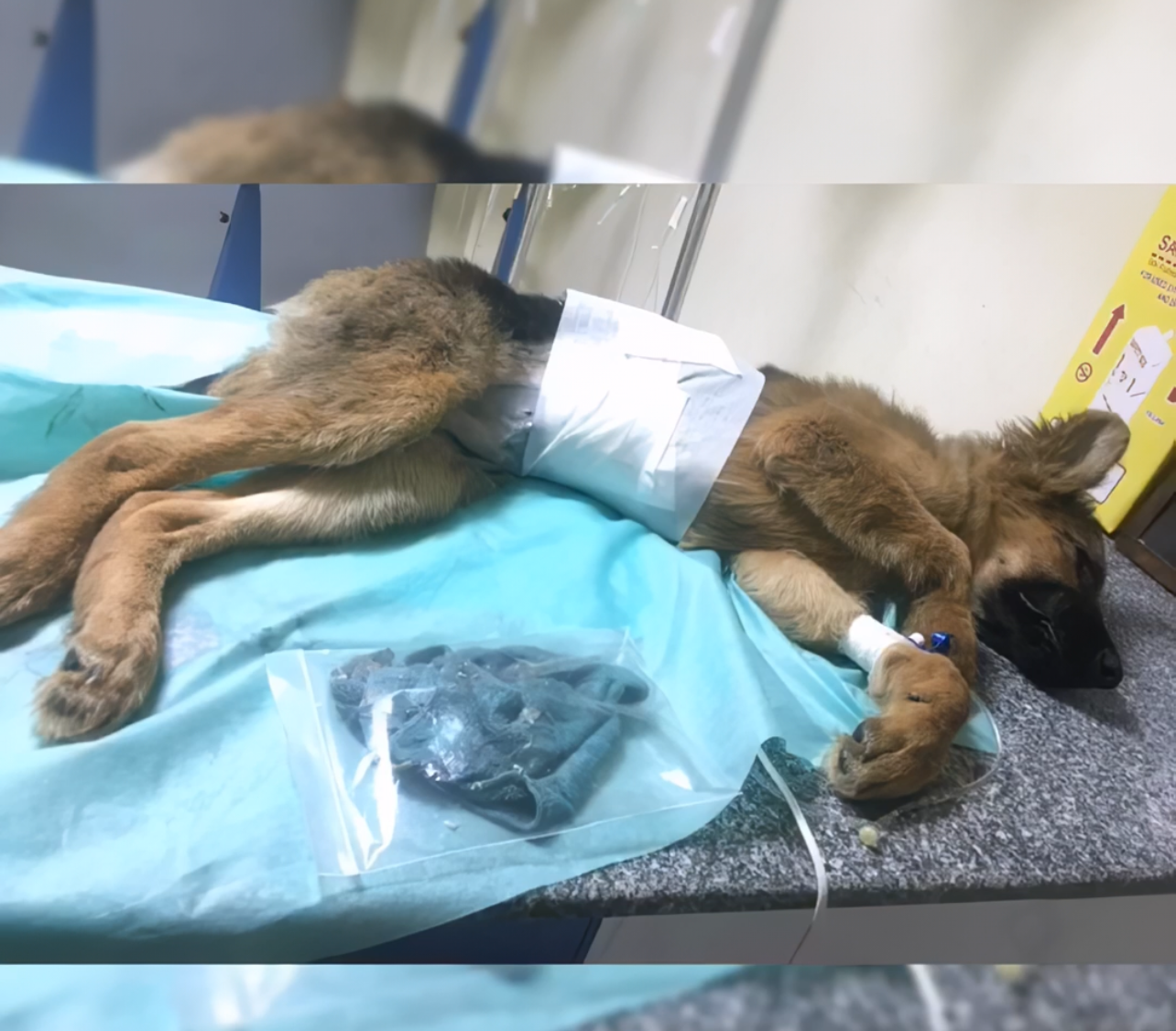 صورة المعرض