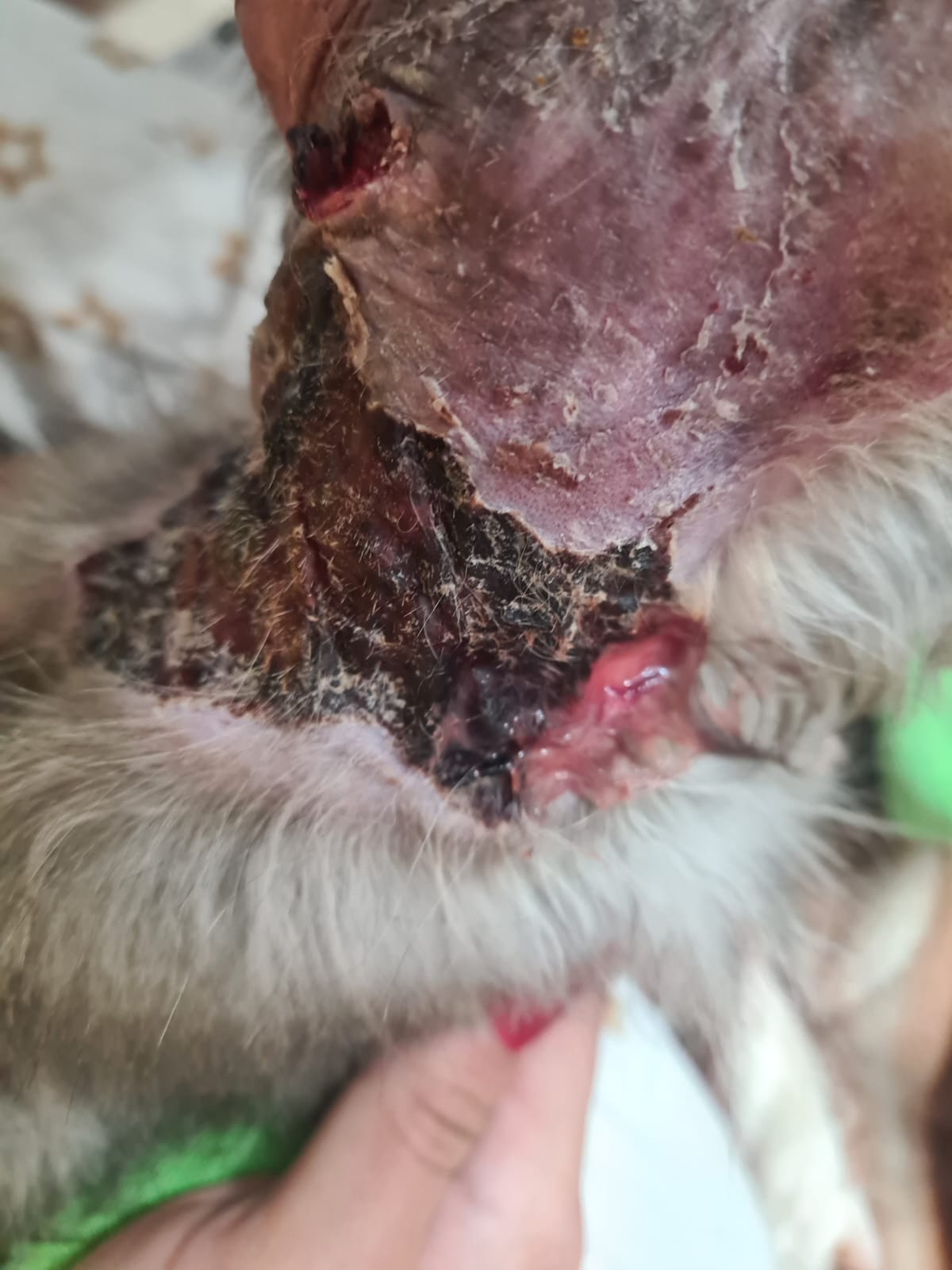 صورة المعرض