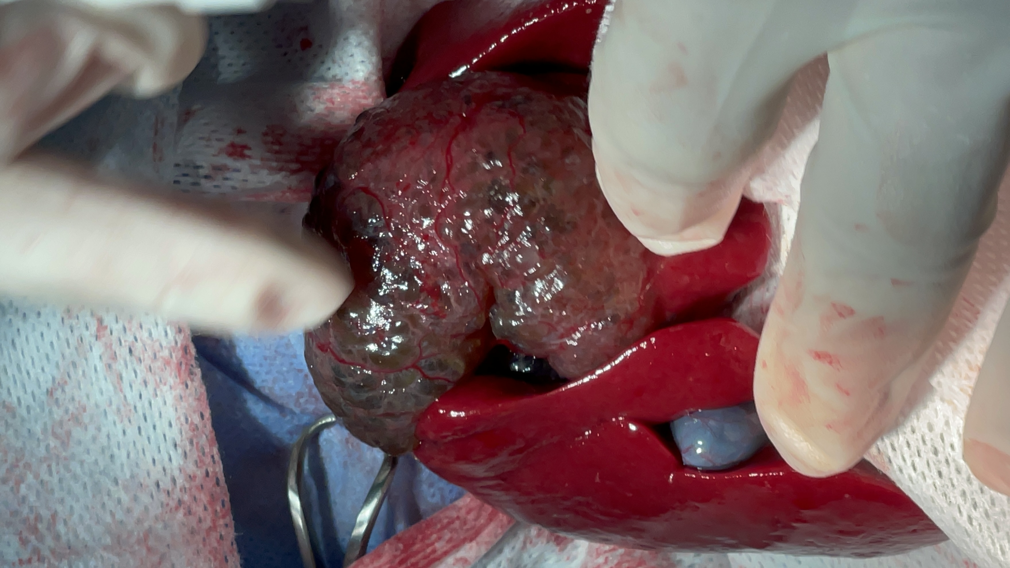 صورة المعرض