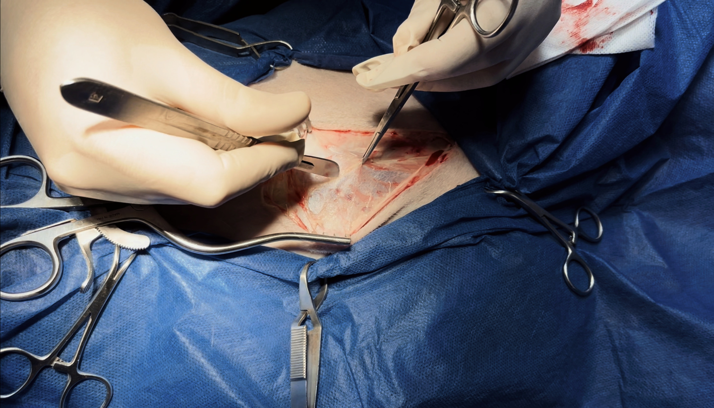 صورة المعرض