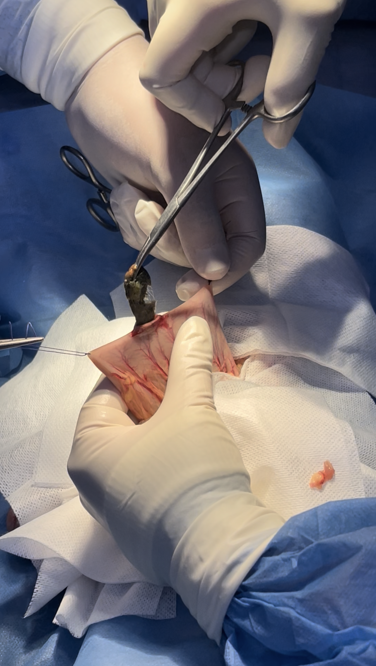 صورة المعرض