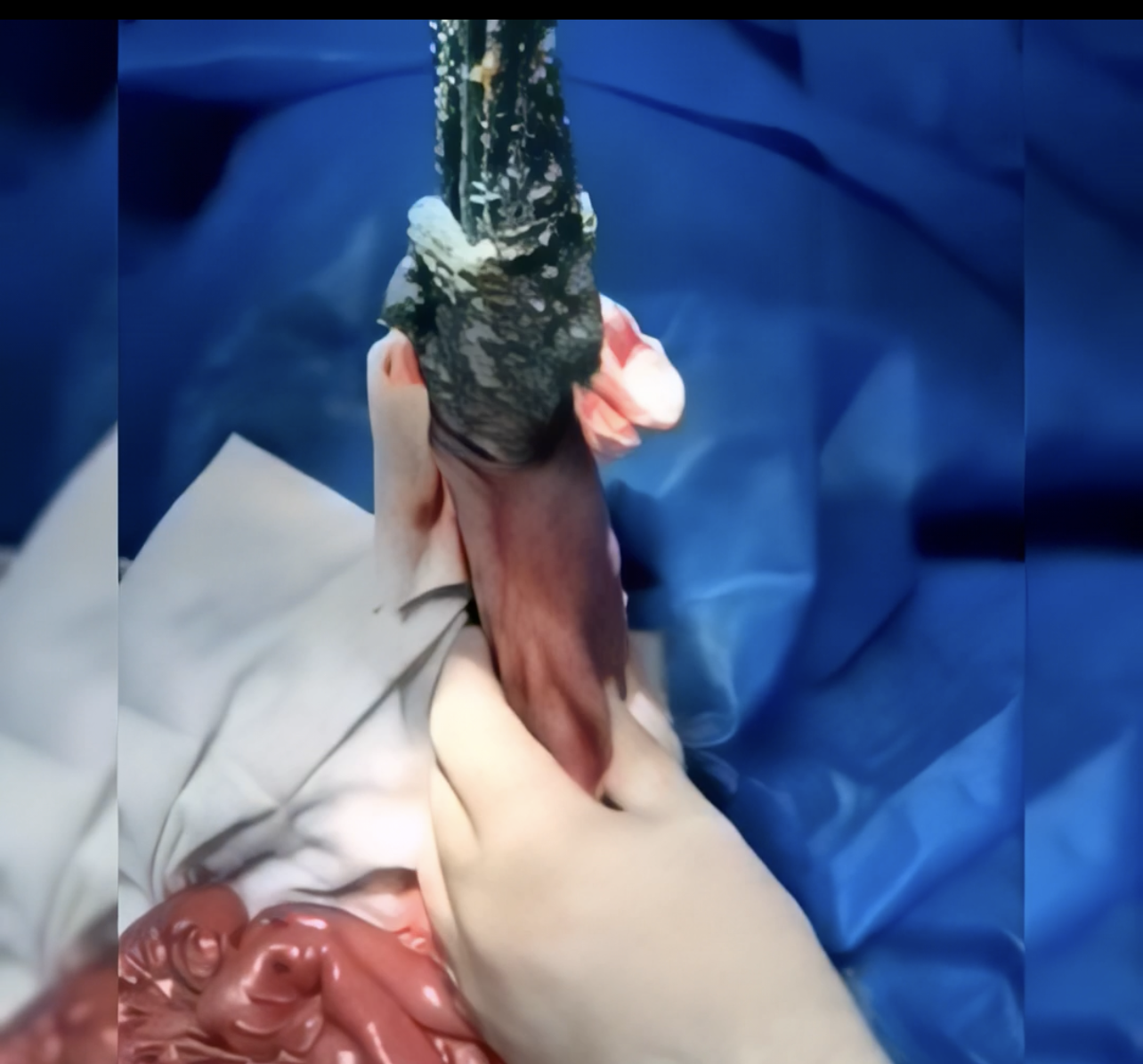 صورة المعرض