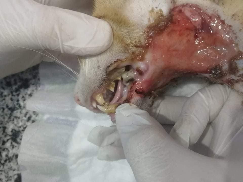 صورة المعرض