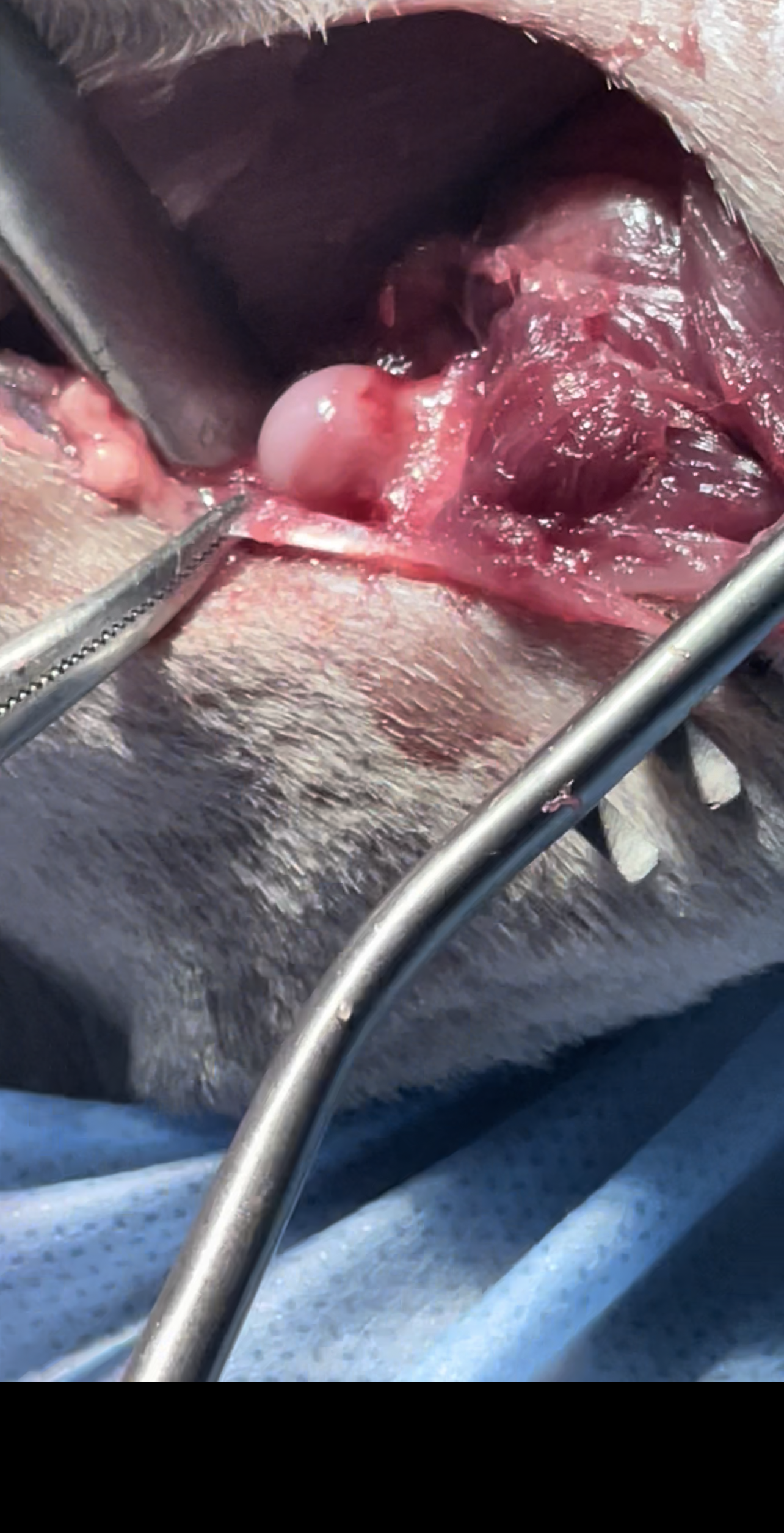 صورة المعرض