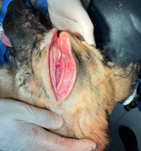 صورة المعرض