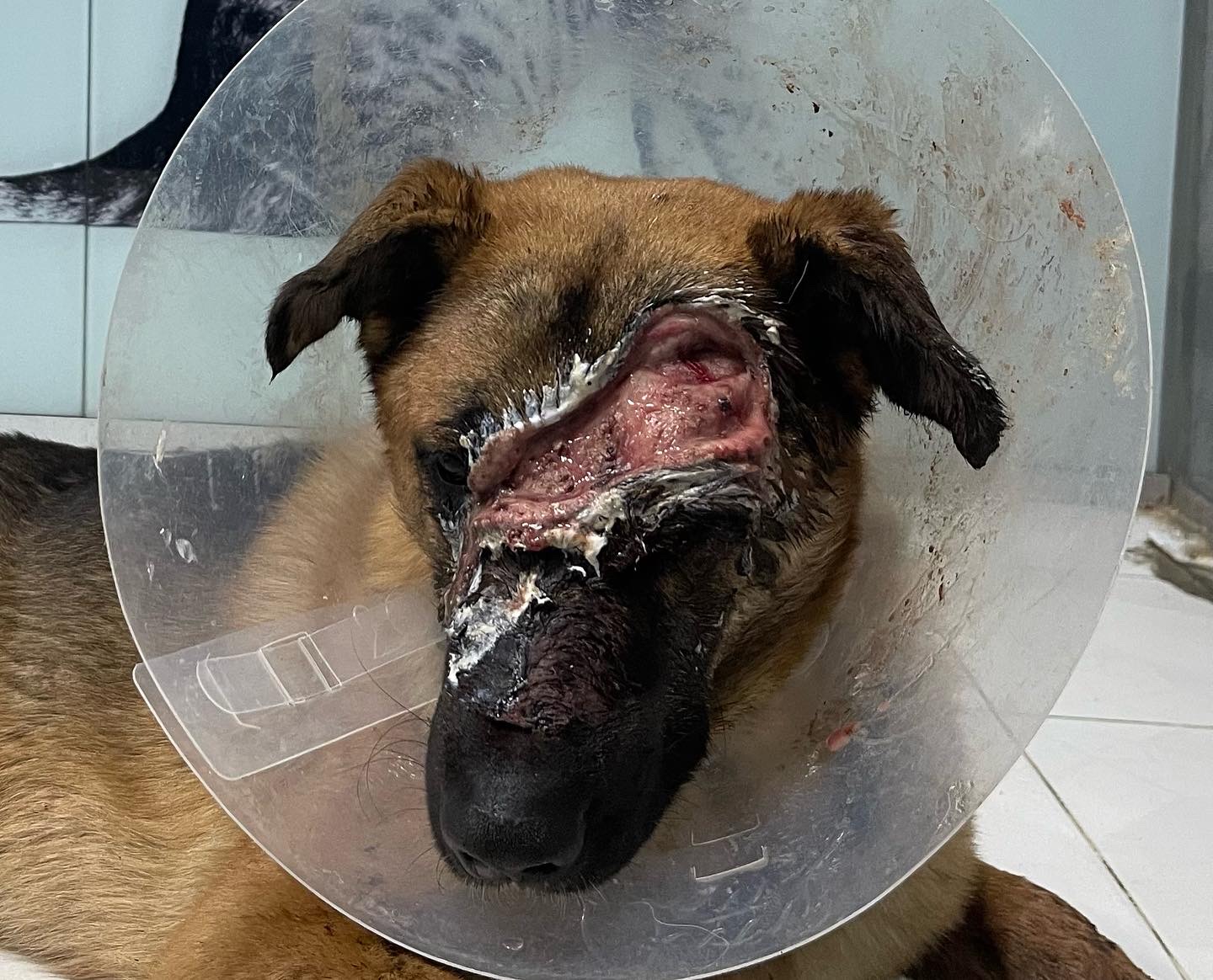 صورة المعرض