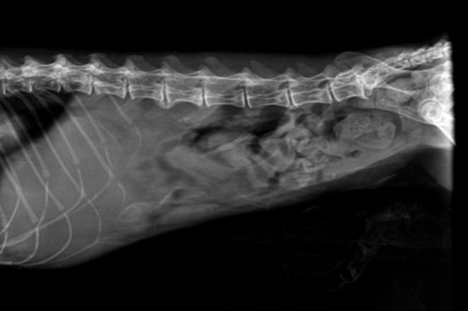 صورة المعرض