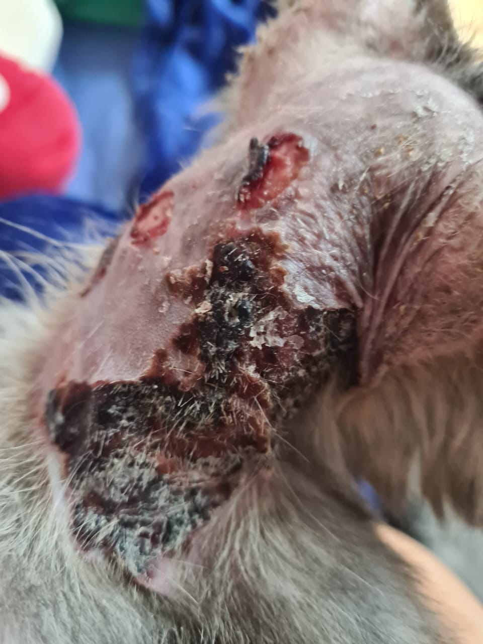 صورة المعرض