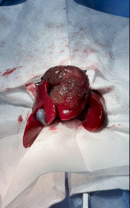 صورة المعرض