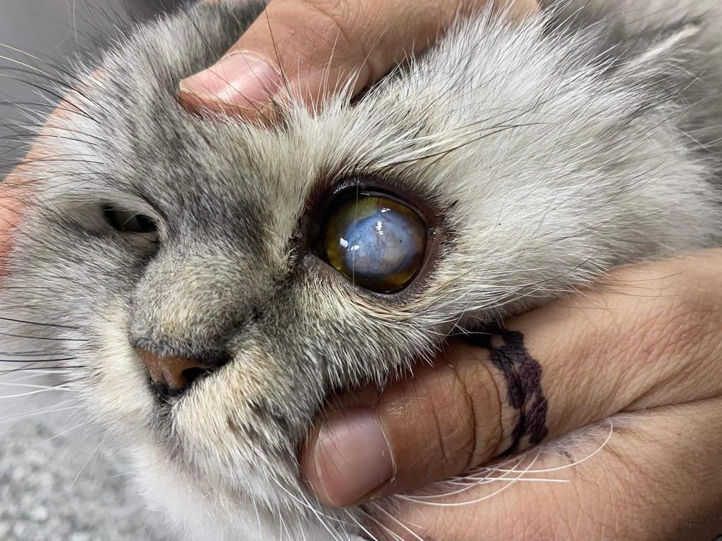 صورة المعرض