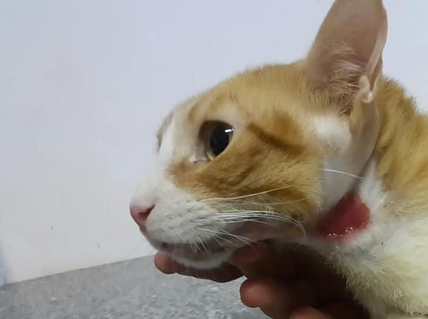 صورة المعرض