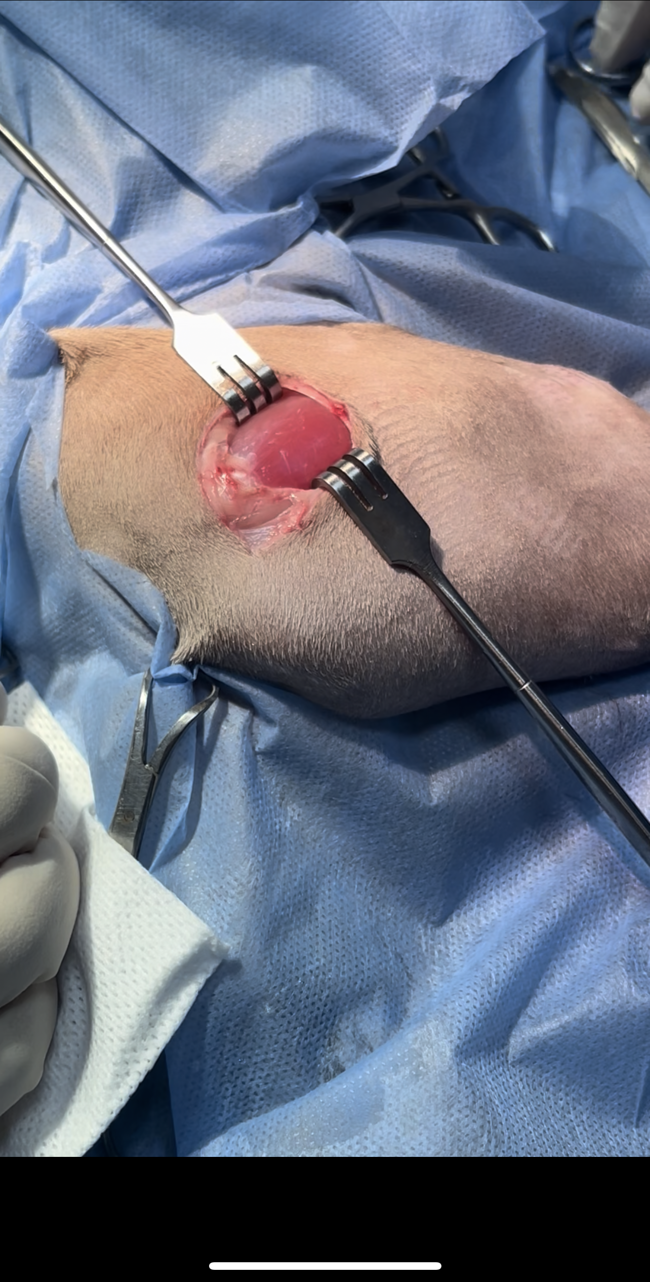 صورة المعرض