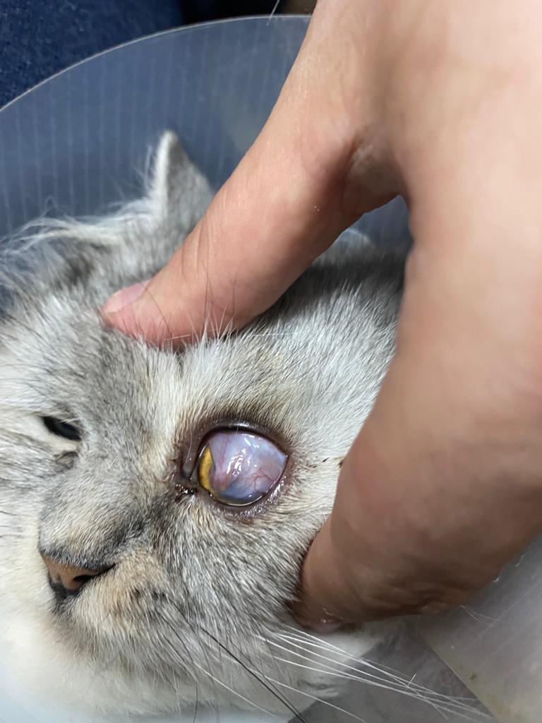 صورة المعرض