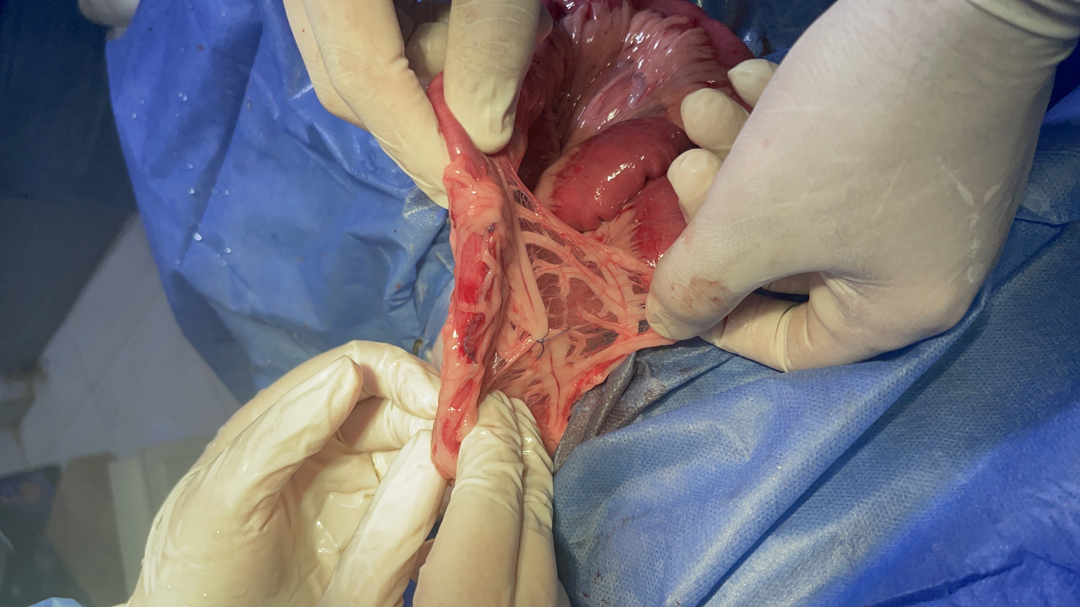 صورة المعرض