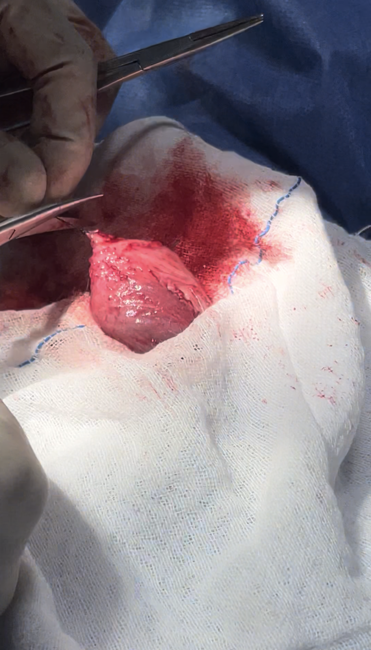 صورة المعرض