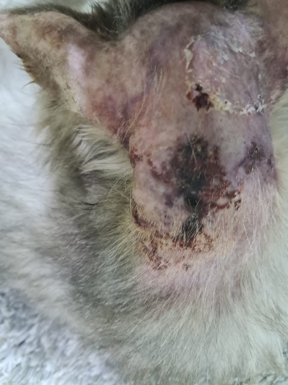 صورة المعرض