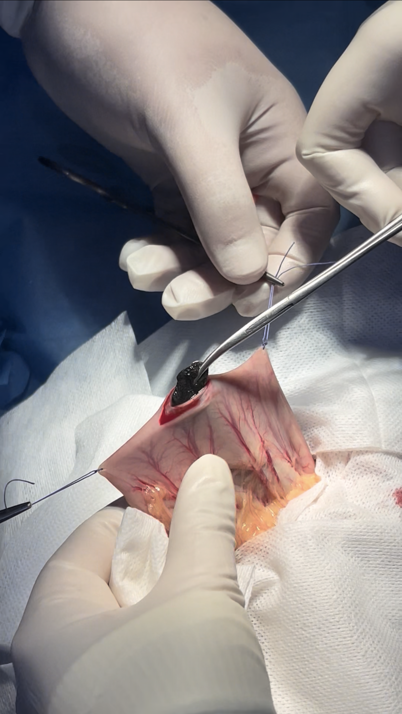 صورة المعرض