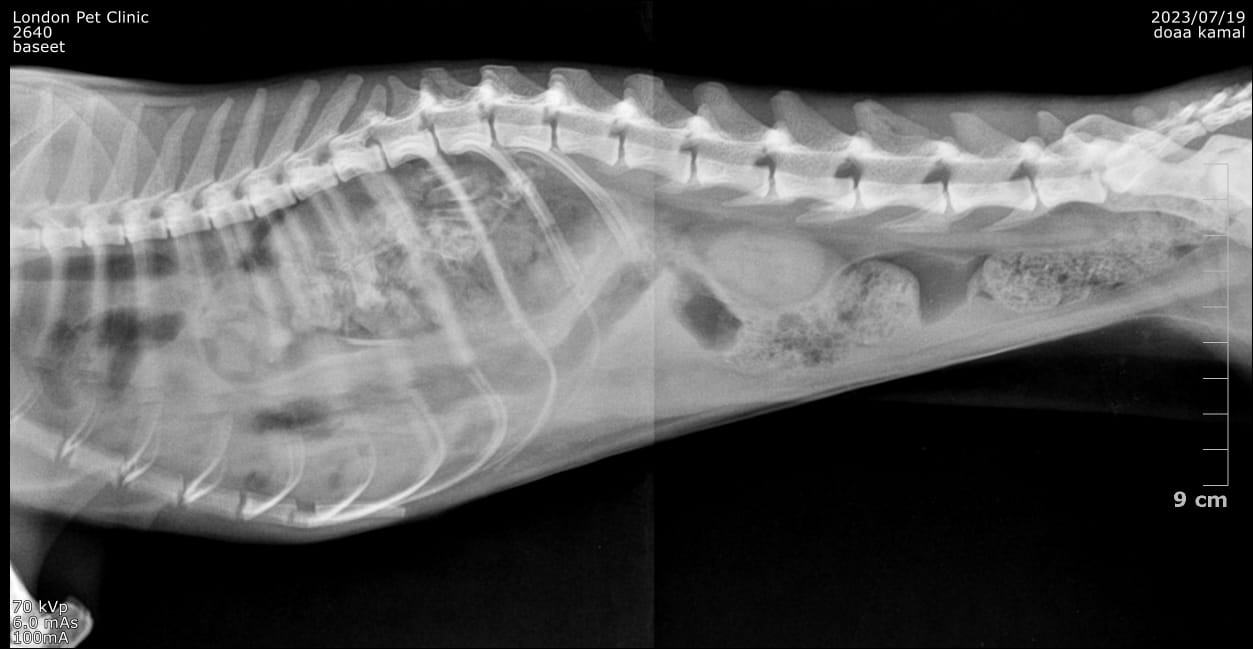 صورة المعرض