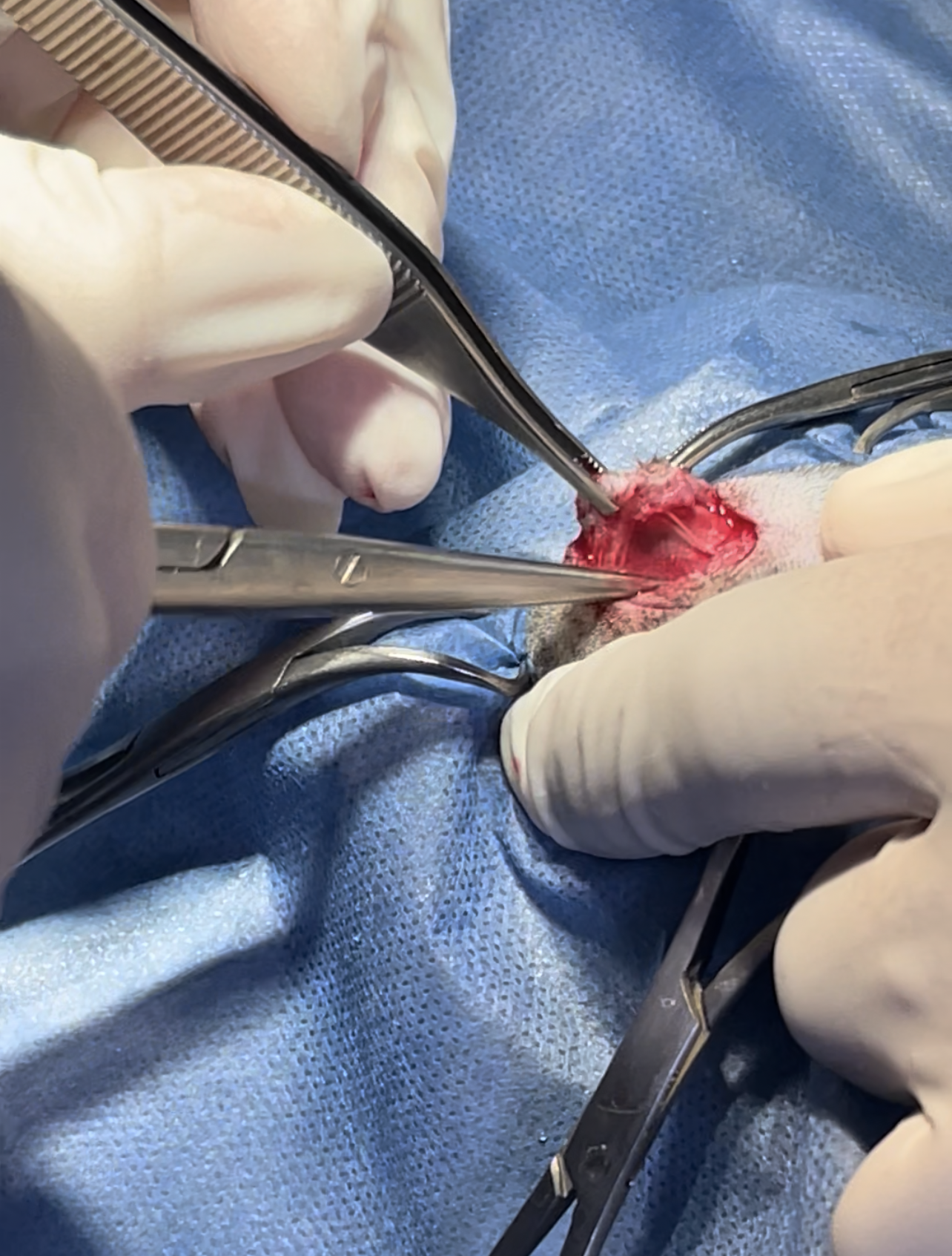 صورة المعرض