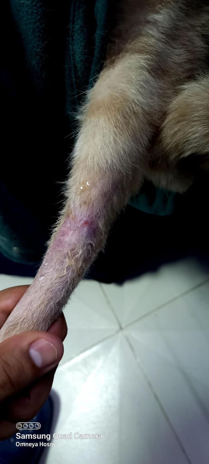 صورة المعرض