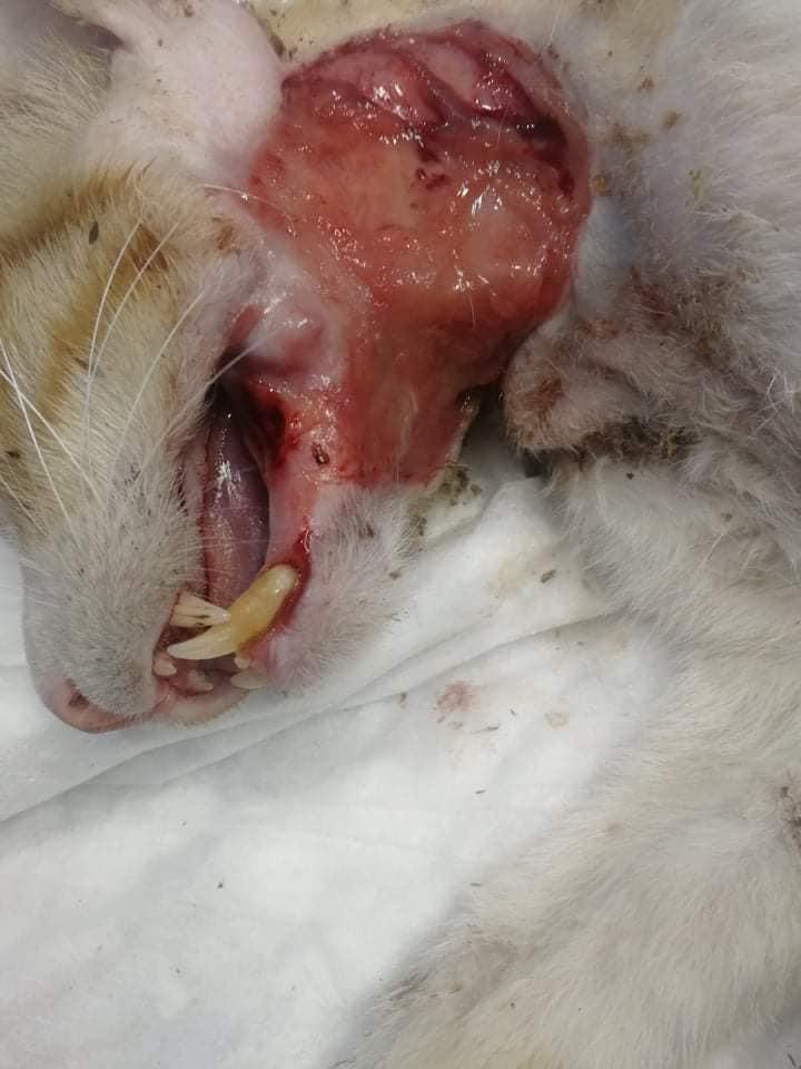 صورة المعرض