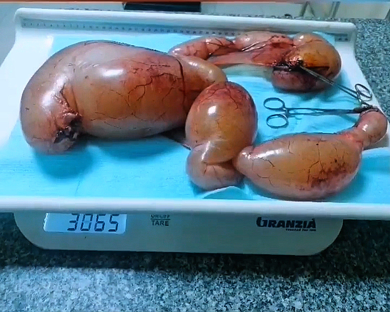 صورة المعرض