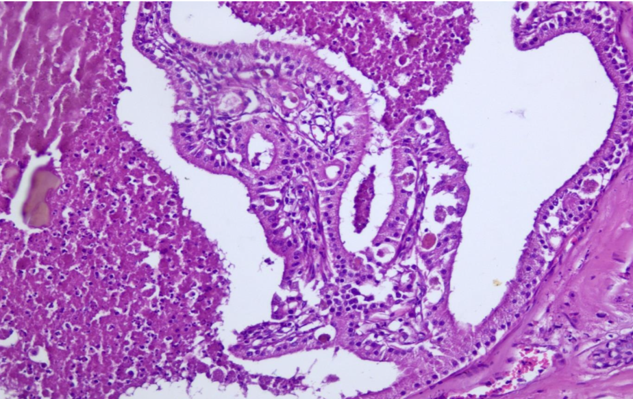 صورة المعرض