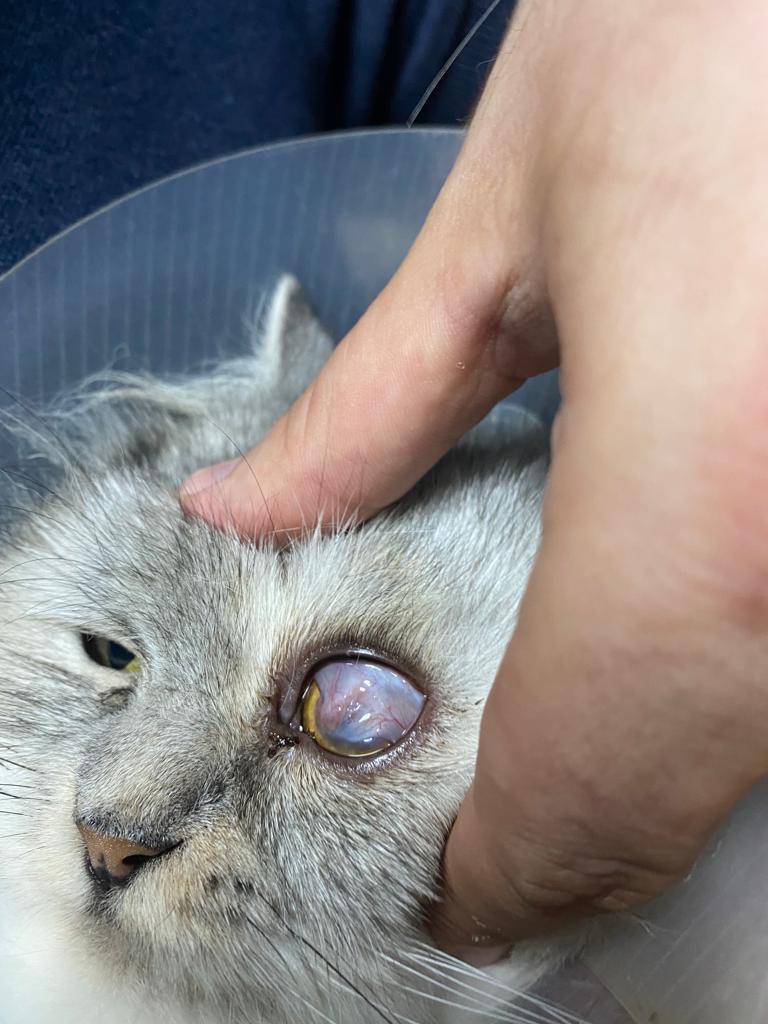 صورة المعرض