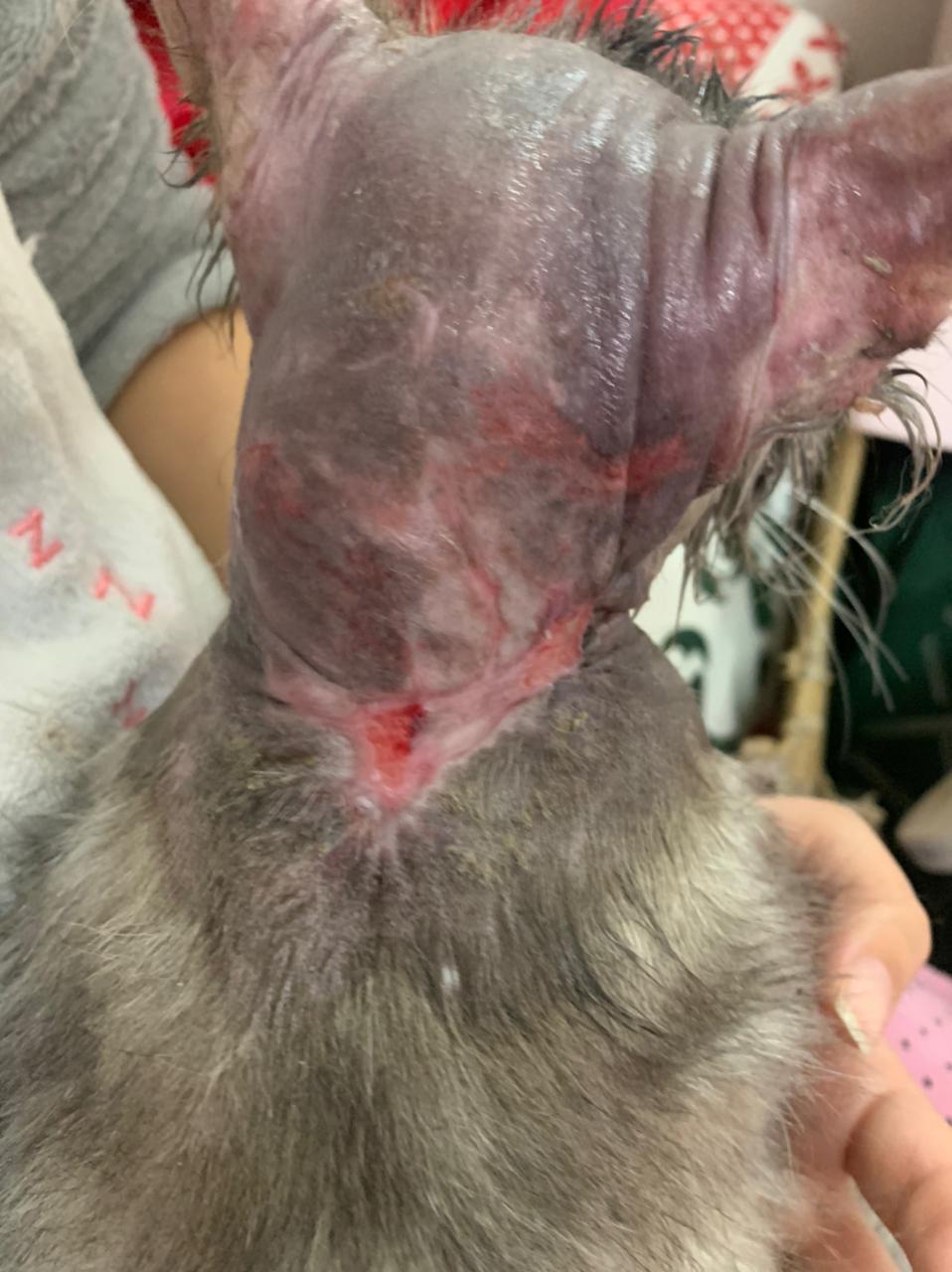 صورة المعرض