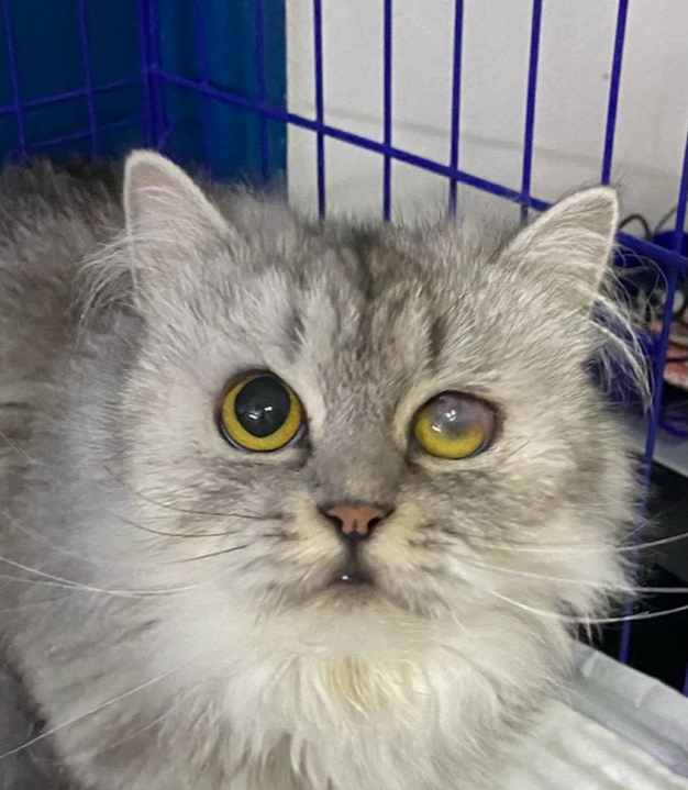 صورة المعرض