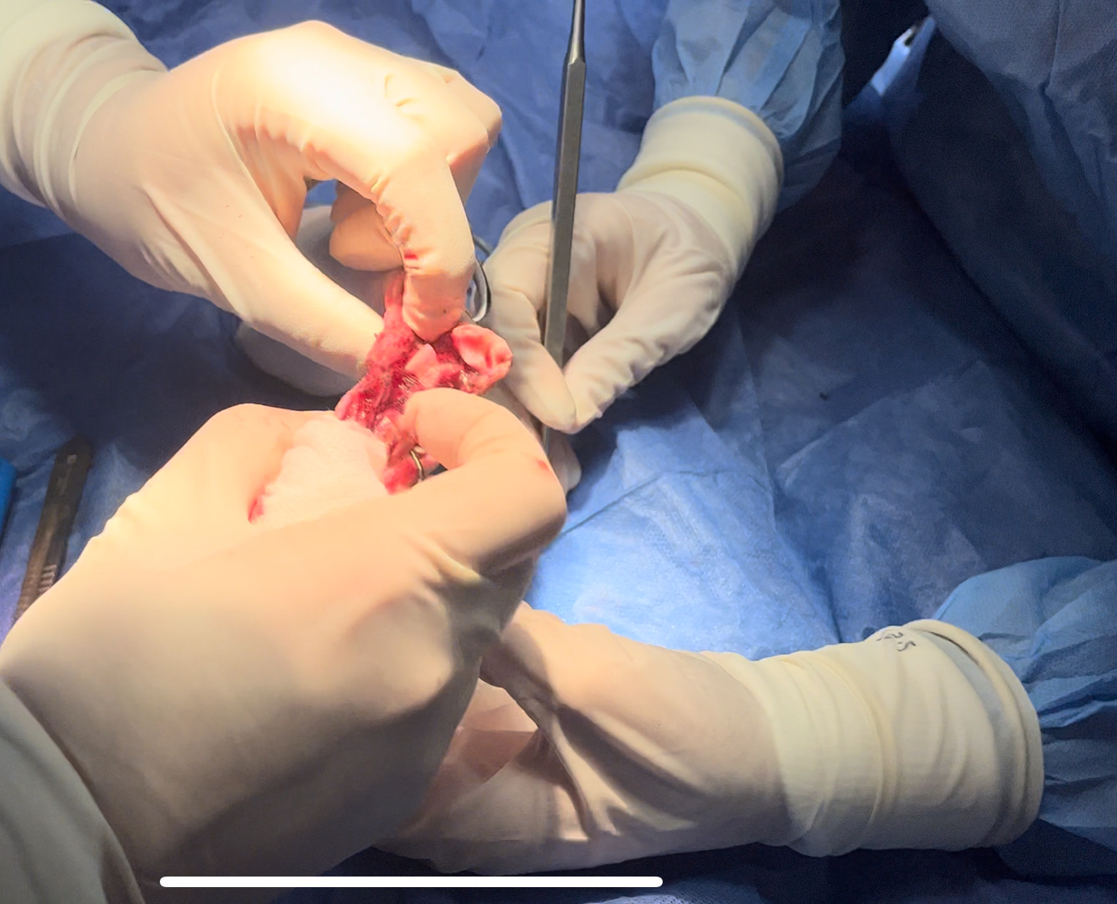 صورة المعرض