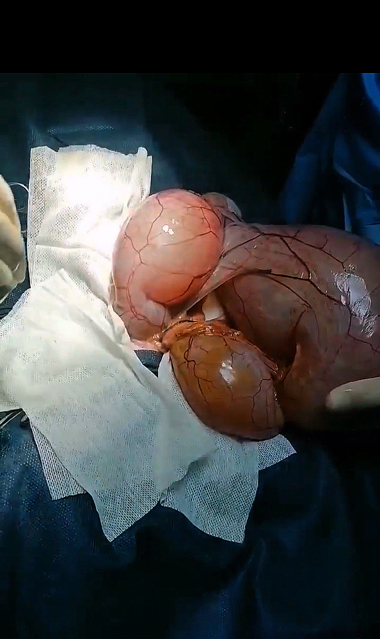 صورة المعرض