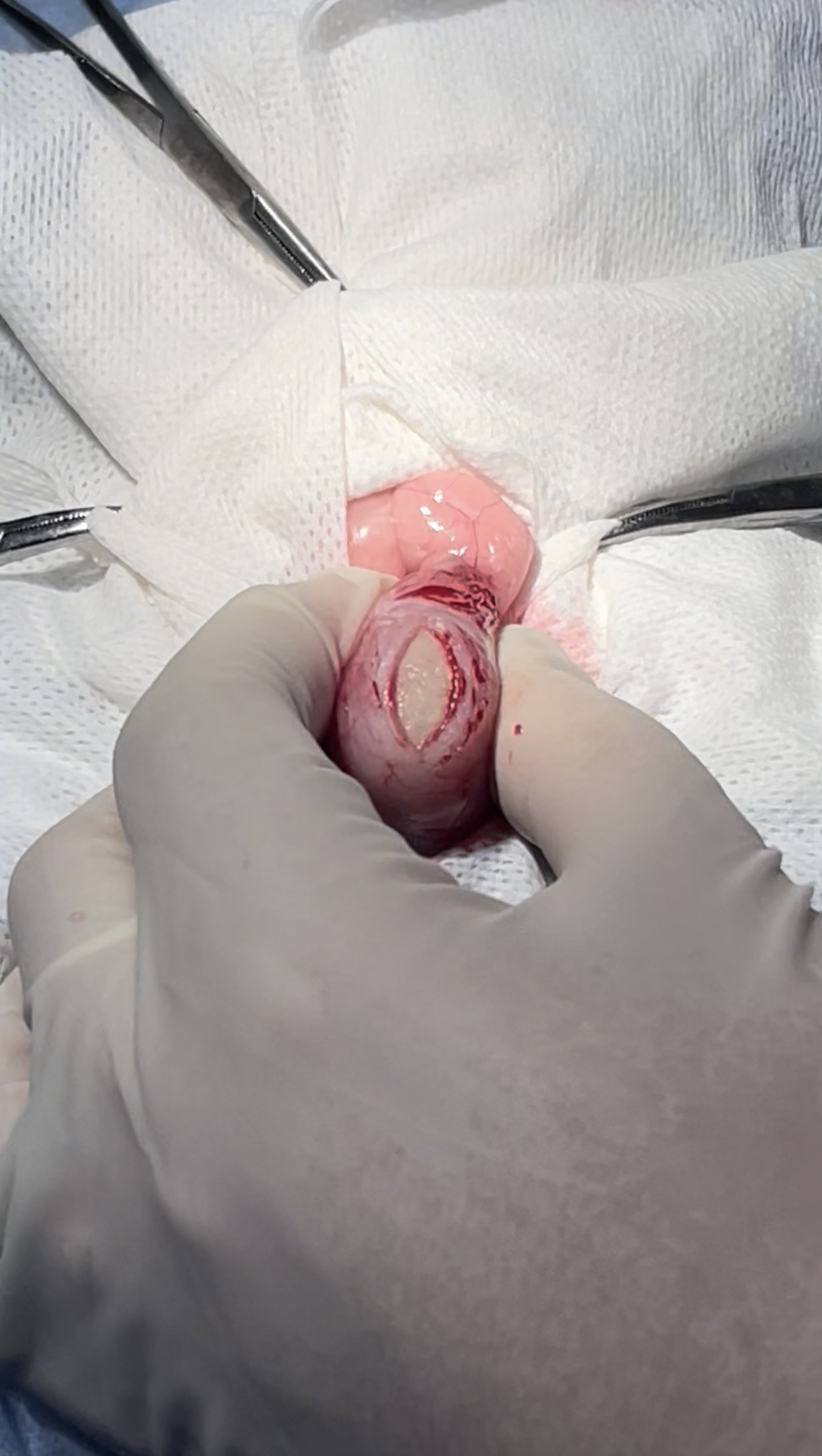 صورة المعرض