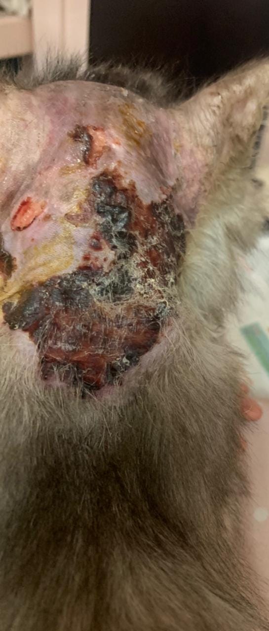 صورة المعرض