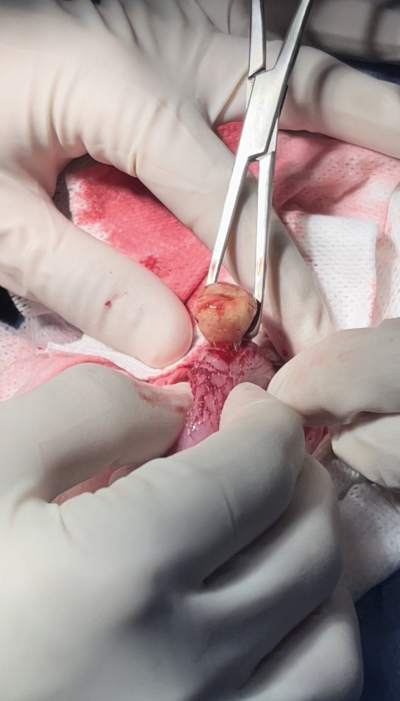 صورة المعرض