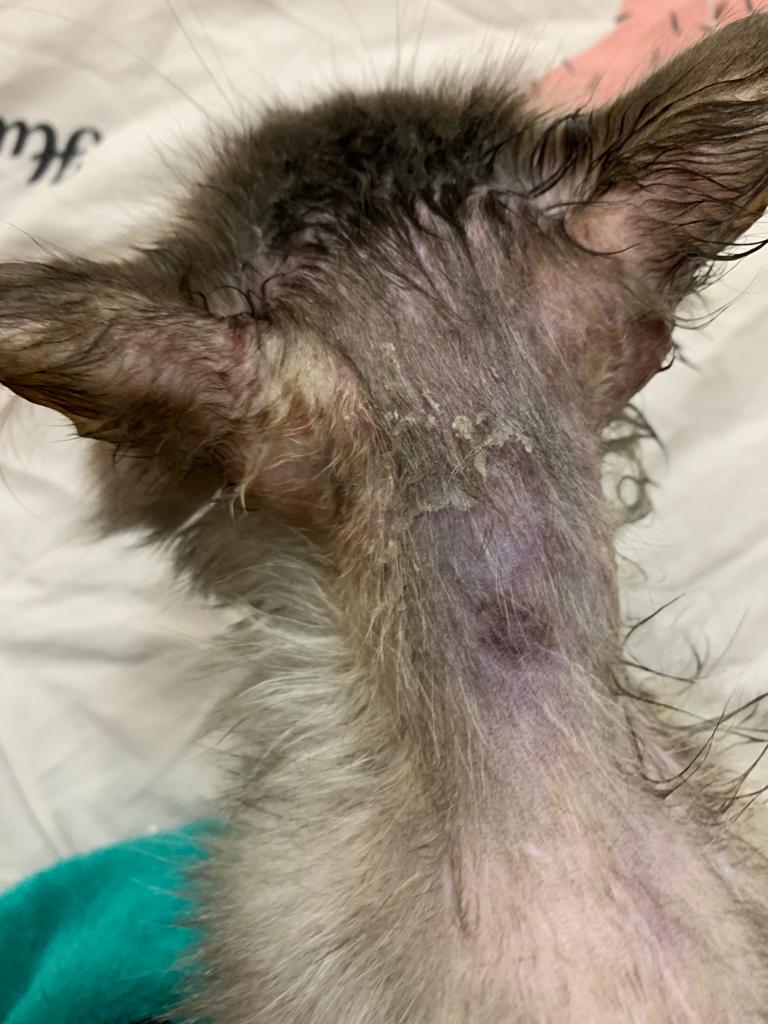 صورة المعرض